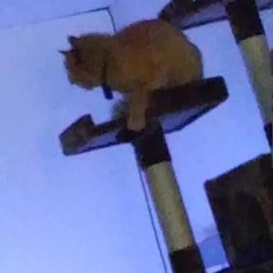 Meet your Posher, Frances